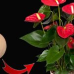 Les secrets pour faire fleurir vos orchidées toute l’année : découvrez les ingrédients miraculeux pour booster la floraison de votre orchidée